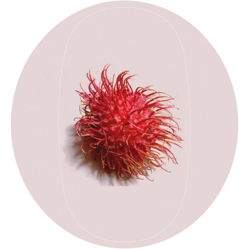 Rambutan